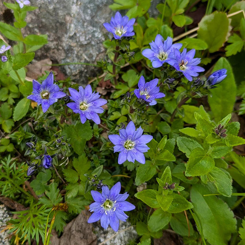 SPORTS TENUGUI | タテヤマリンドウ