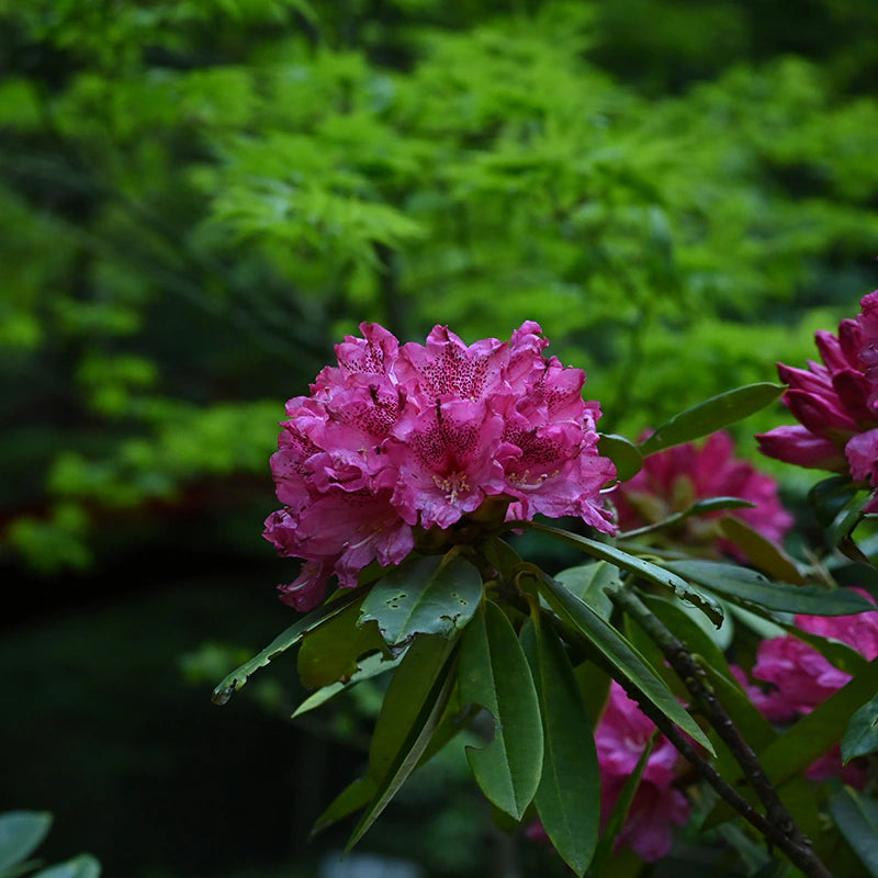 SPORTS TENUGUI | シャクナゲ