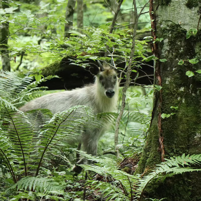 SPORTS TENUGUI ｜ カモシカ