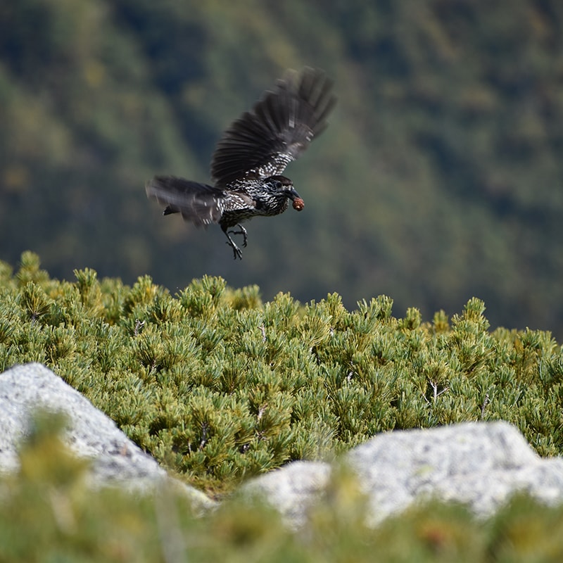 SPORTS TENUGUI / ライチョウ＆ホシガラス