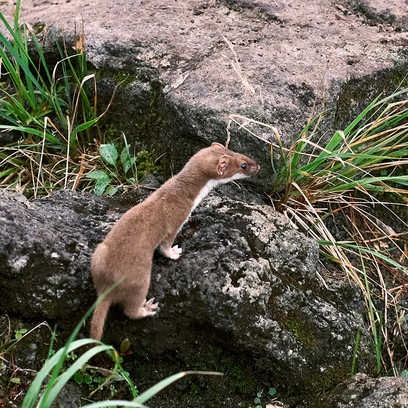 SPORTS TENUGUI ｜ オコジョ