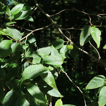 SPORTS TENUGUI ｜ ブナ & ミズナラ