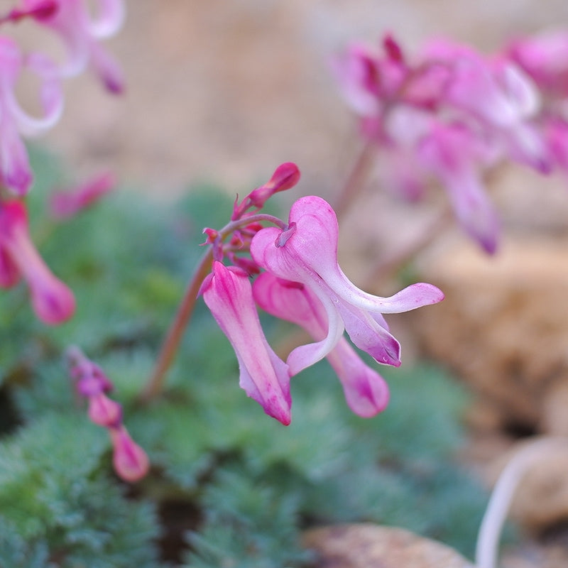 SPORTS TENUGUI ｜コマクサ