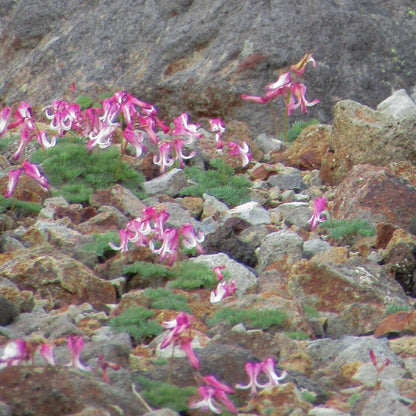 SPORTS TENUGUI ｜コマクサ