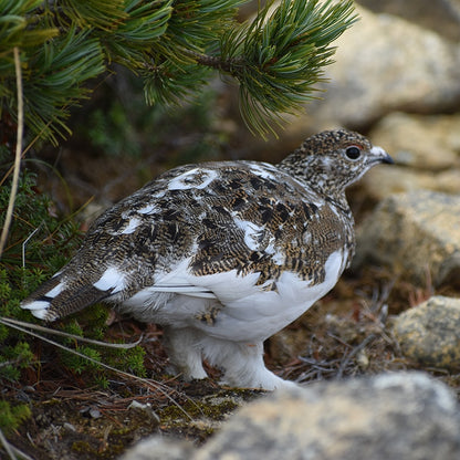 SPORTS TENUGUI / ライチョウ＆ホシガラス