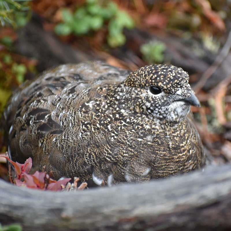 SPORTS TENUGUI / ライチョウ＆ホシガラス