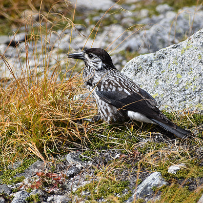 SPORTS TENUGUI ｜ライチョウ＆ホシガラス セピア